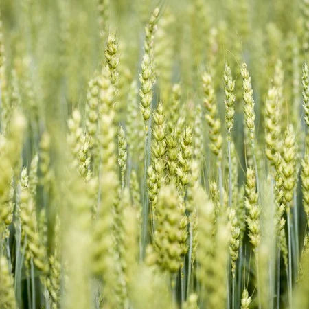 Close-up of a wheat field with golden stalks.
