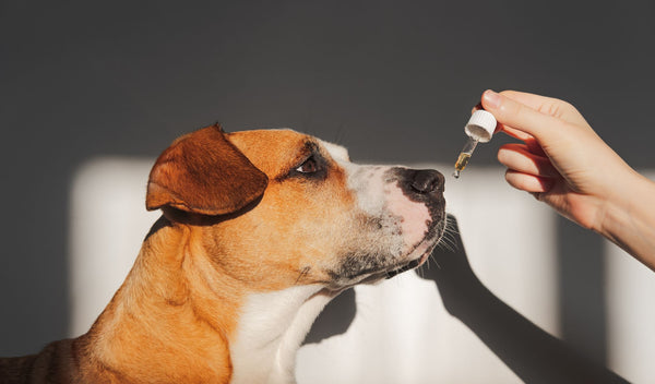A dog taking a droplet of full-spectrum CBD Oil to reduce stress