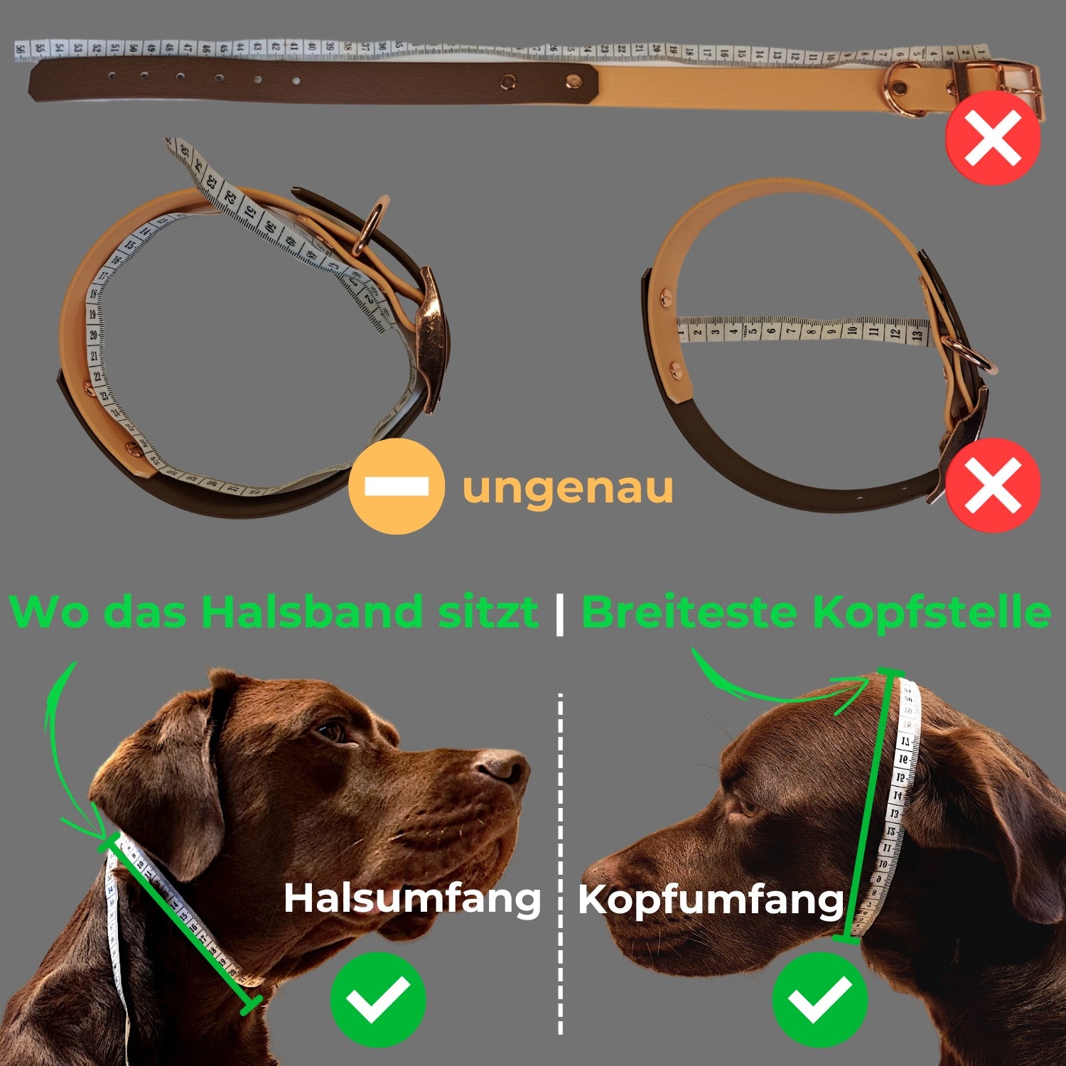 Picture instructions for measuring dog neck and head circumference