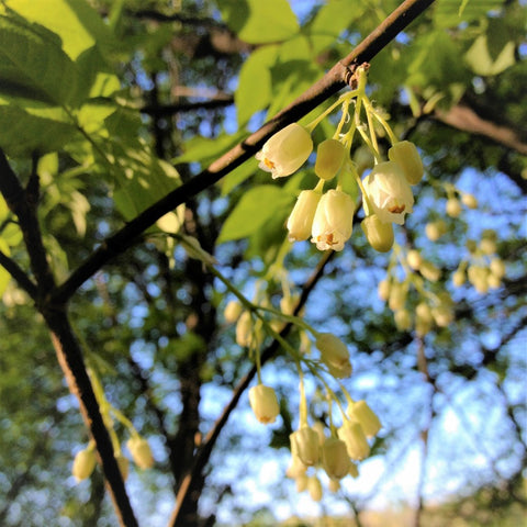 Bladdernut - Staphylea trifolia | Shrub from StWilliamsNursery&EcologyCentre