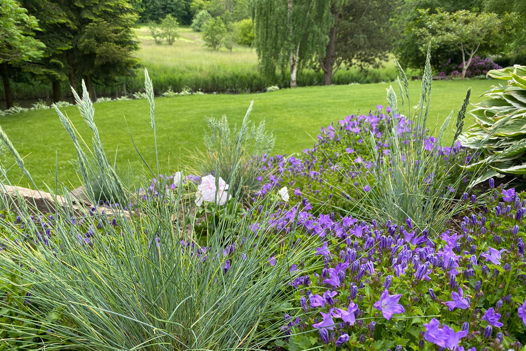 Blomster symbolik farve