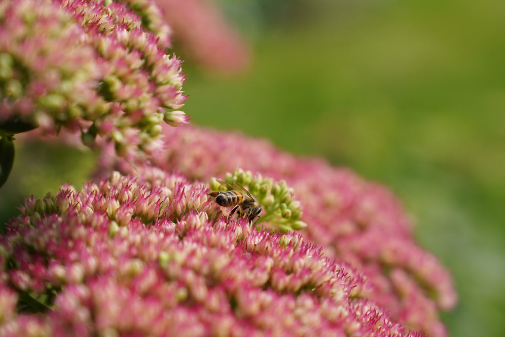 Biodiversitet og insektvenlige planter