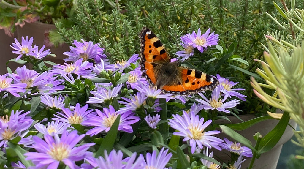 Efterårsblomster