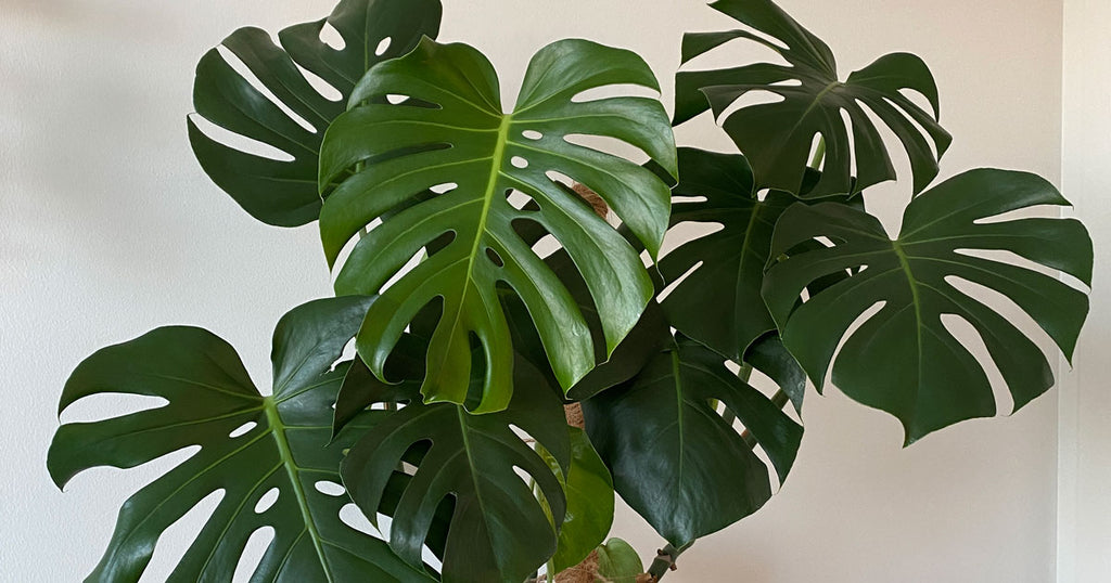 Fingerfilodendron monstera