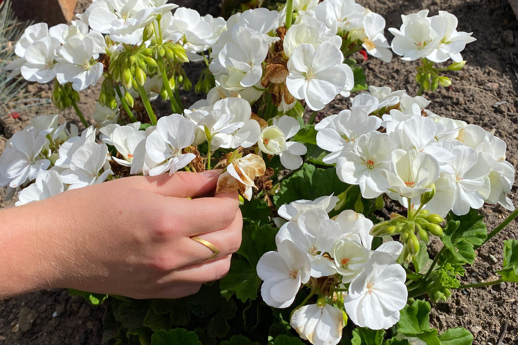 Fjern visne blomster