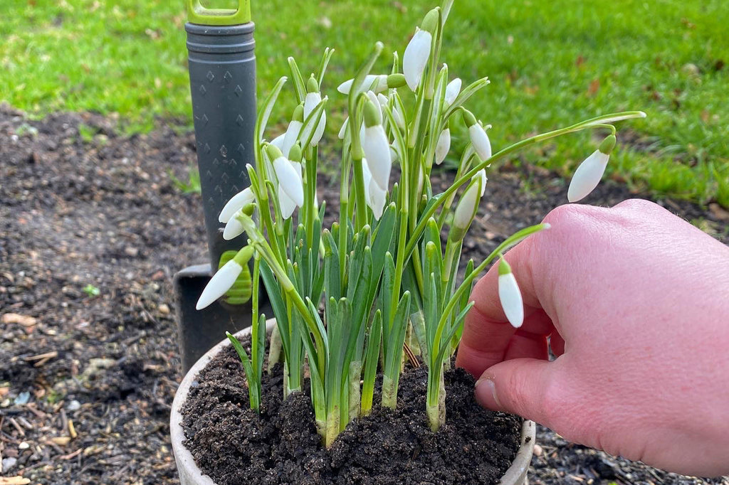 Plant forårsløg i krukker