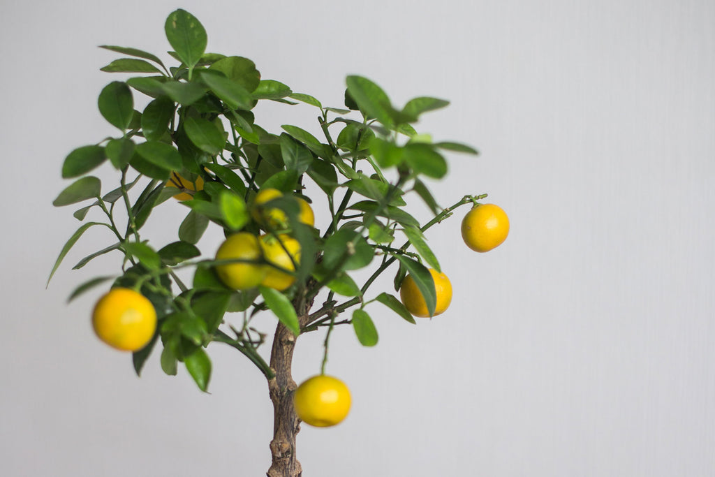Gødning til citrusplanter