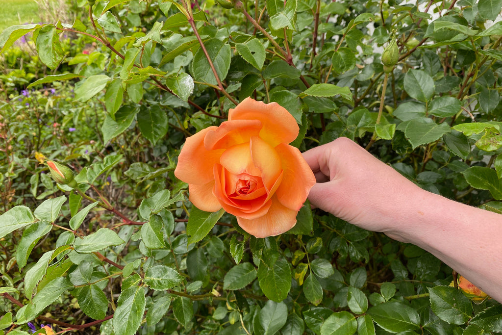 Hvornår er det bedst at anlægge et blomsterbed