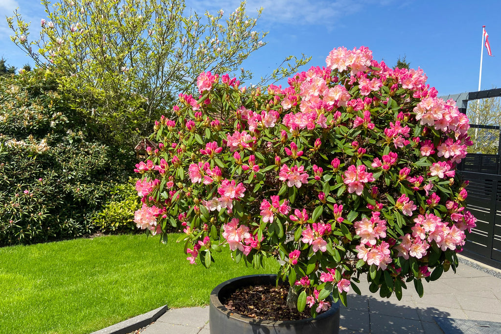 Gødning til rhododendron