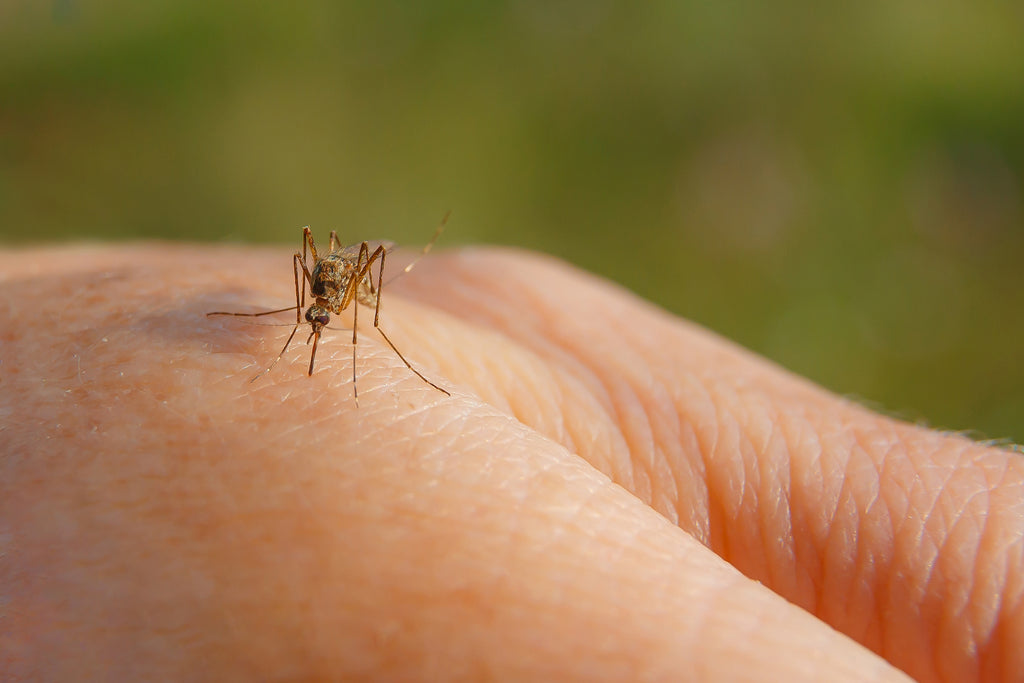 hvorfor stikker myg og hvorfor klør myggestik
