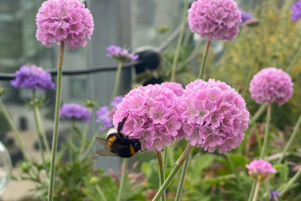 insektvenlige planter blomster insekter i haven