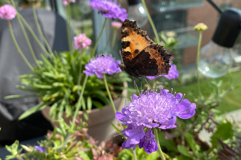 insektvenlige-planter-gode-blomster-til-insekter