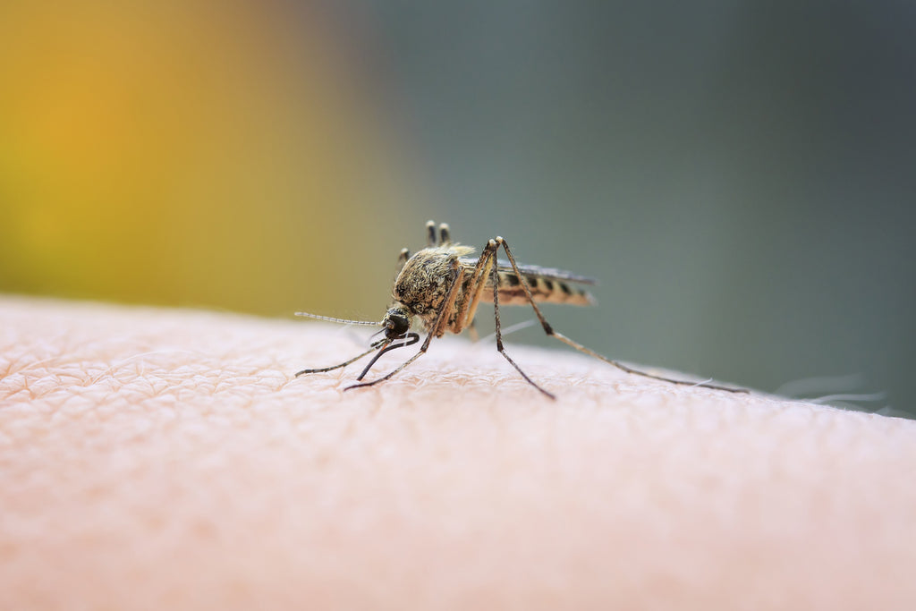 myg levetid og udseende på stikmyg