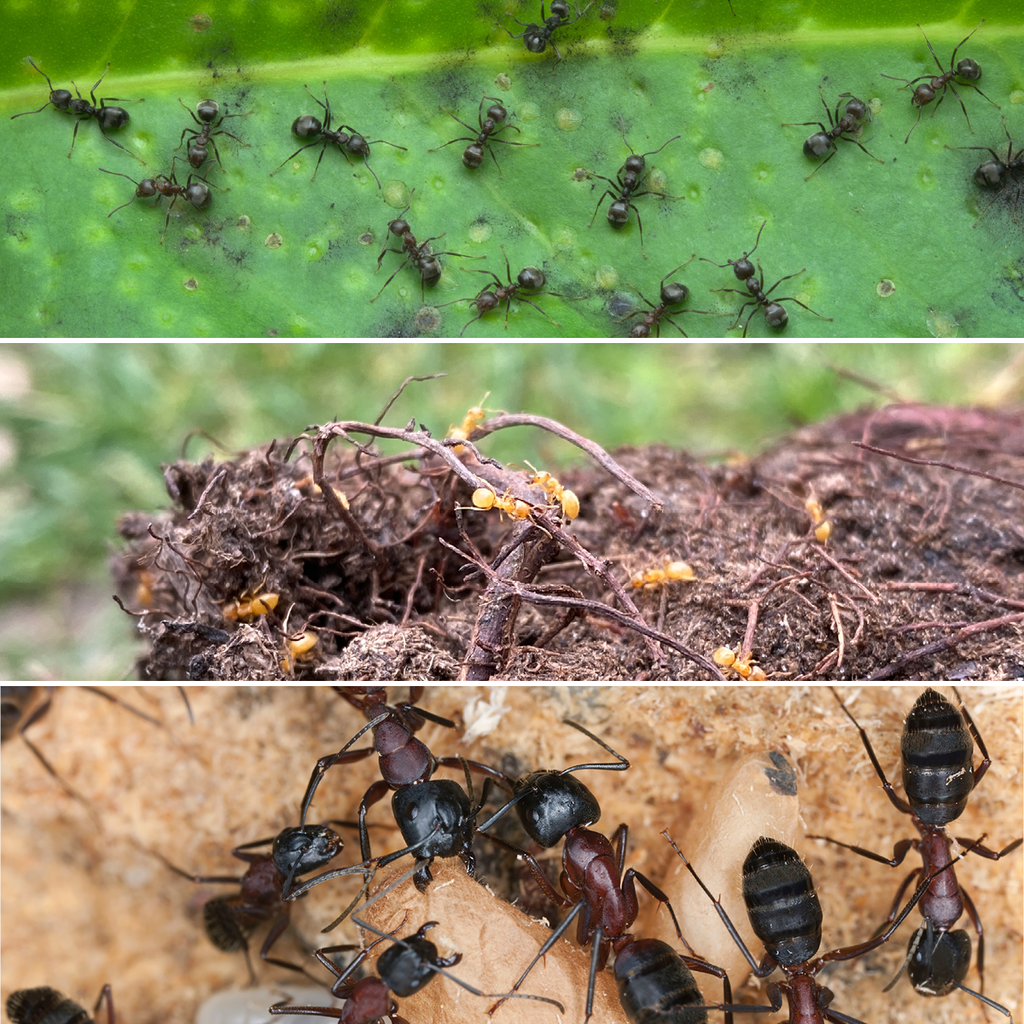 myrer i danmark