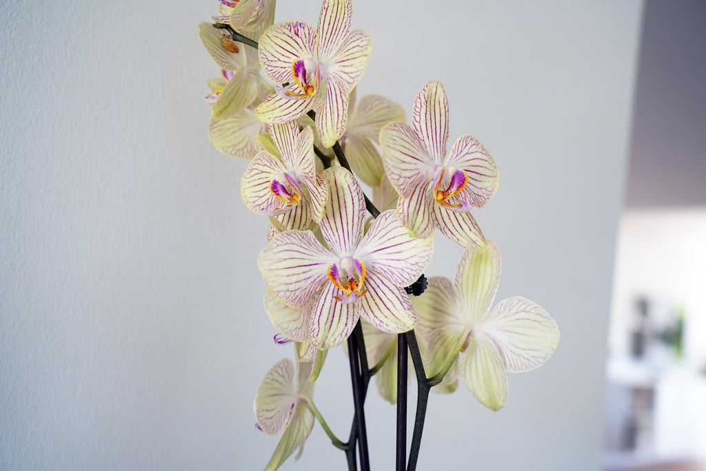 Orkidé