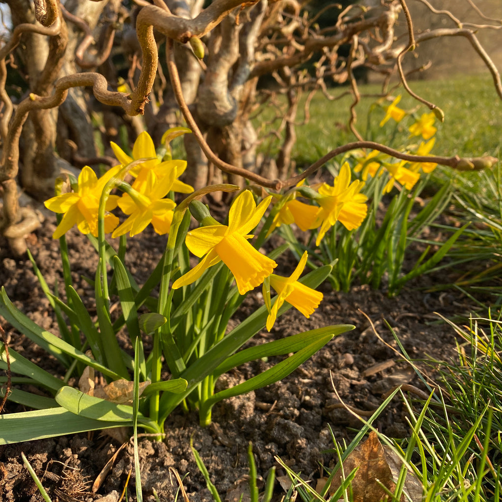 påskeblomster