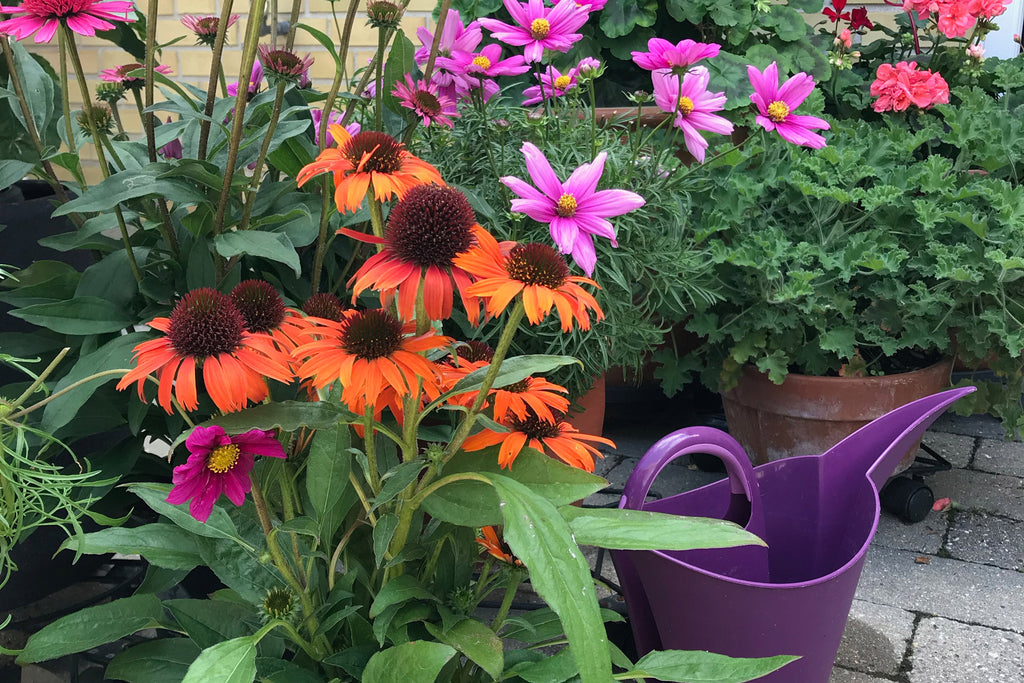 Plant blomster i krukker