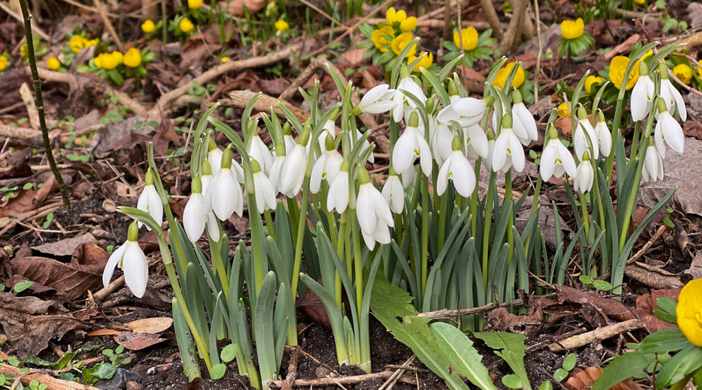 Tidlige forårsblomster