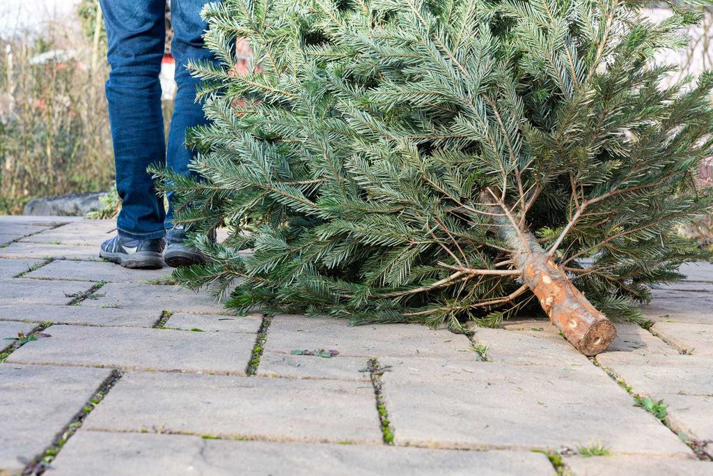 Bæredygtig juletræ