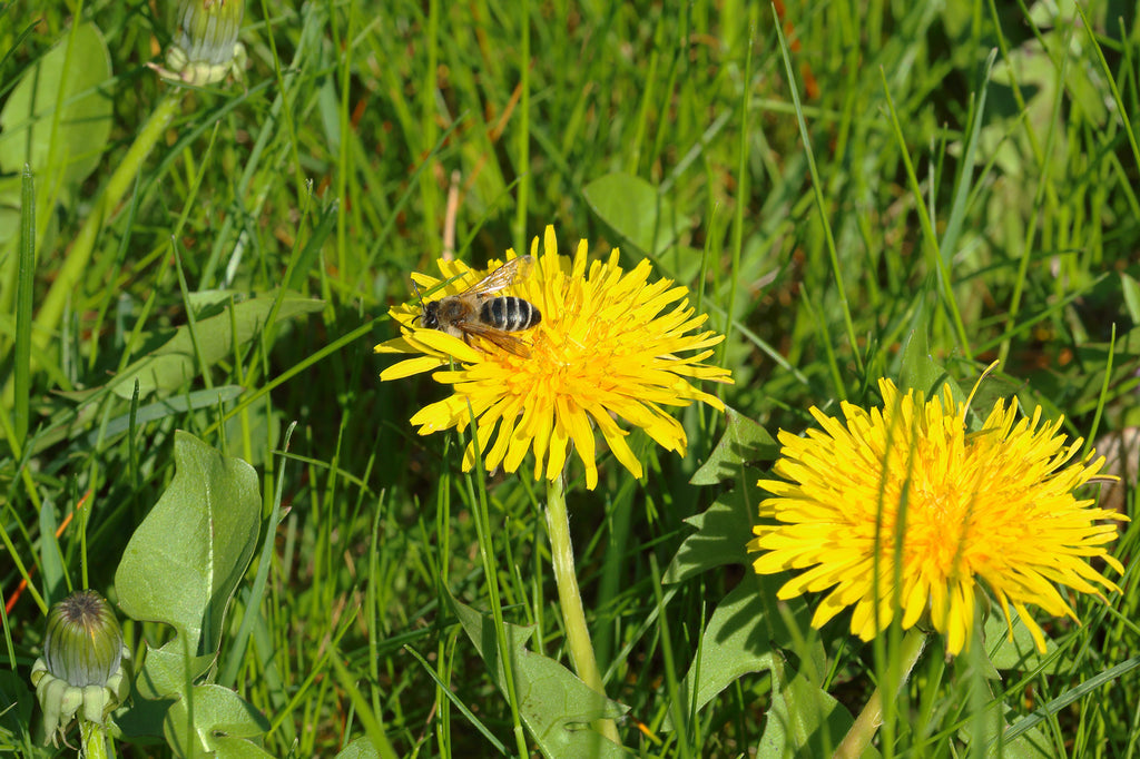 vild have mælkebøtter insekter i haven