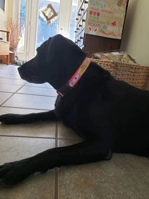 Handlers Choice Dog Collar