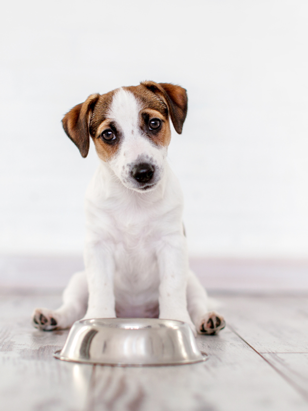 puppy nutrition