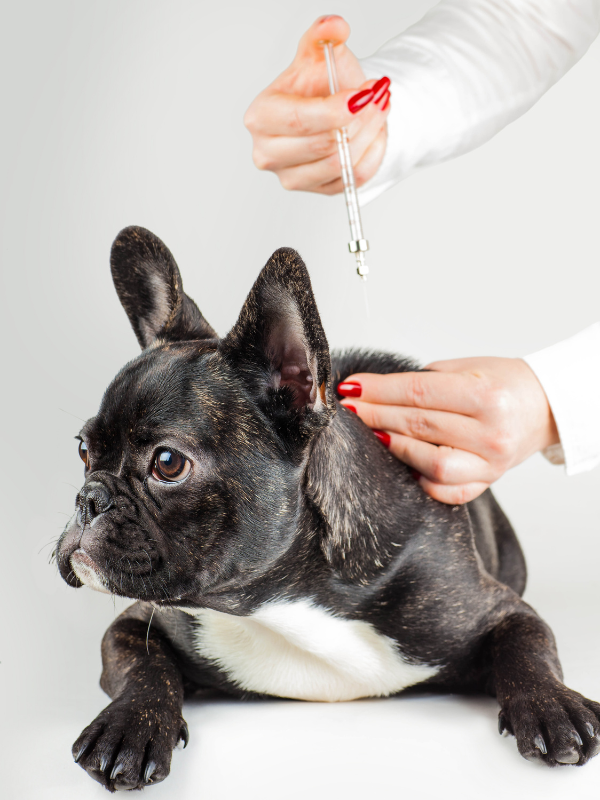 Understanding Puppy Vaccinations