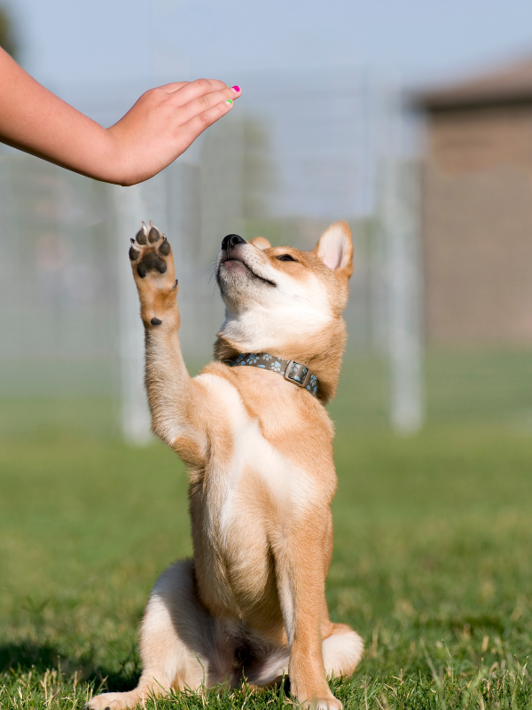 puppy training