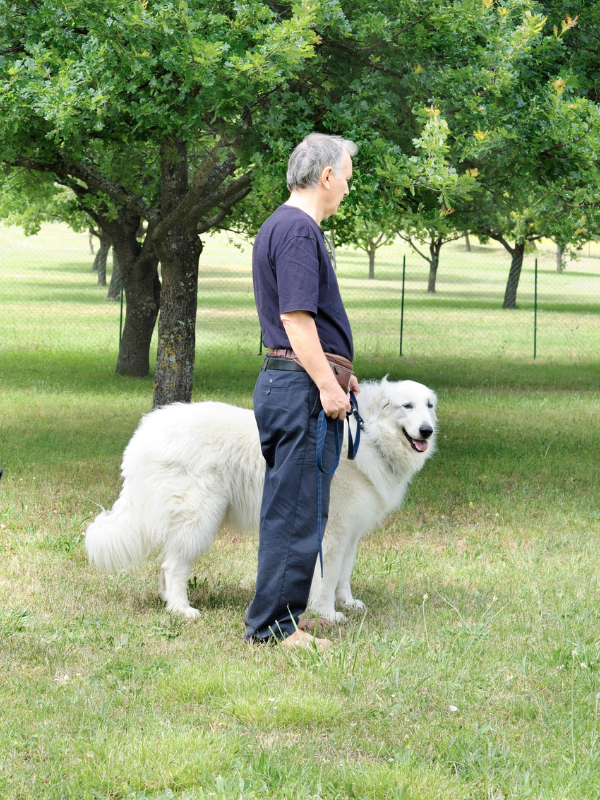 puppy training