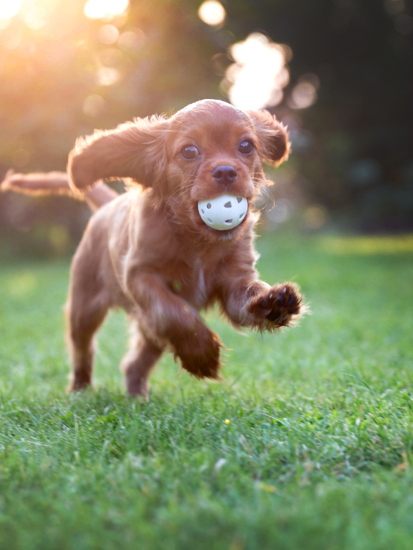 Puppy Exercise