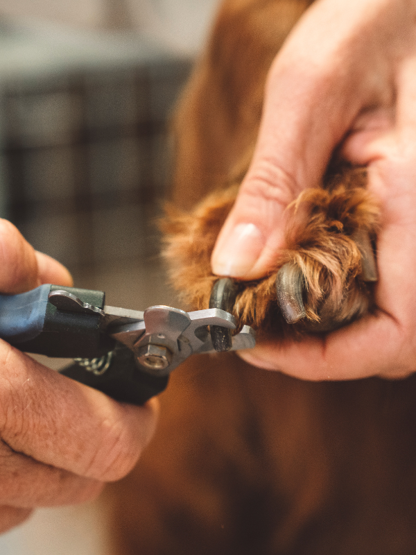 trimming puppy nails