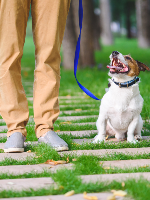 puppy training