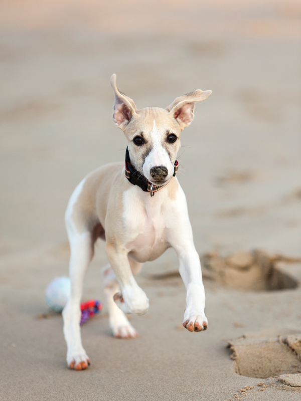 puppy playing