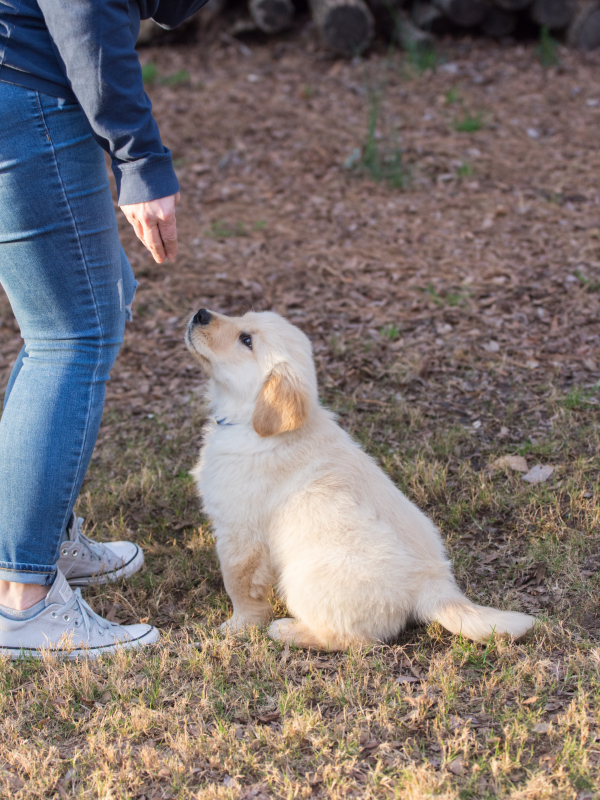 puppy training