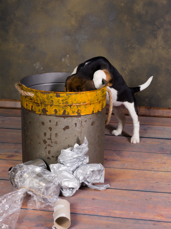 Puppy proofing home