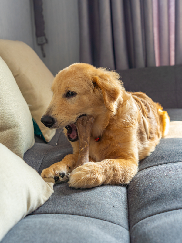 puppy proofing home