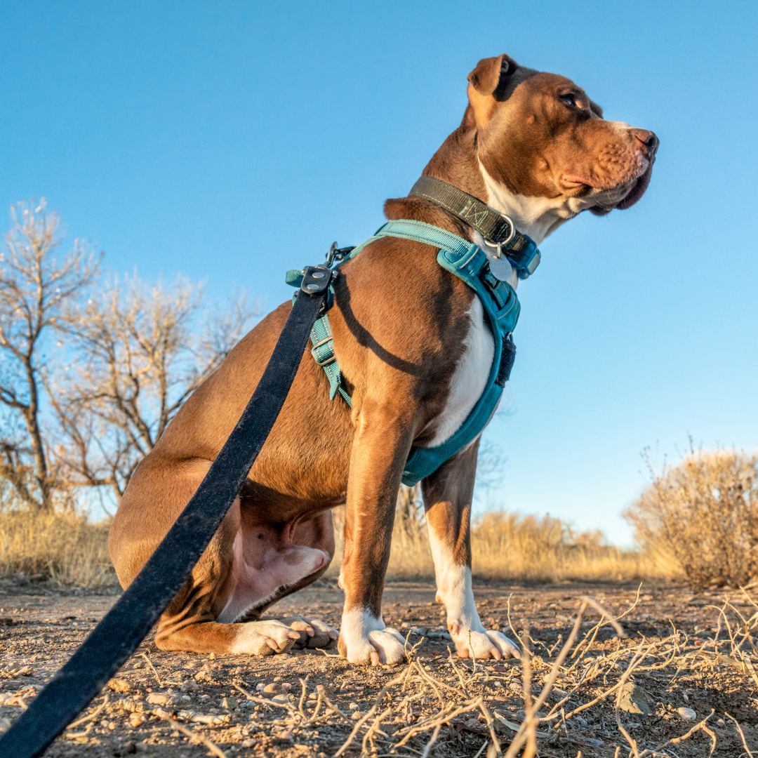 dog wearing harness