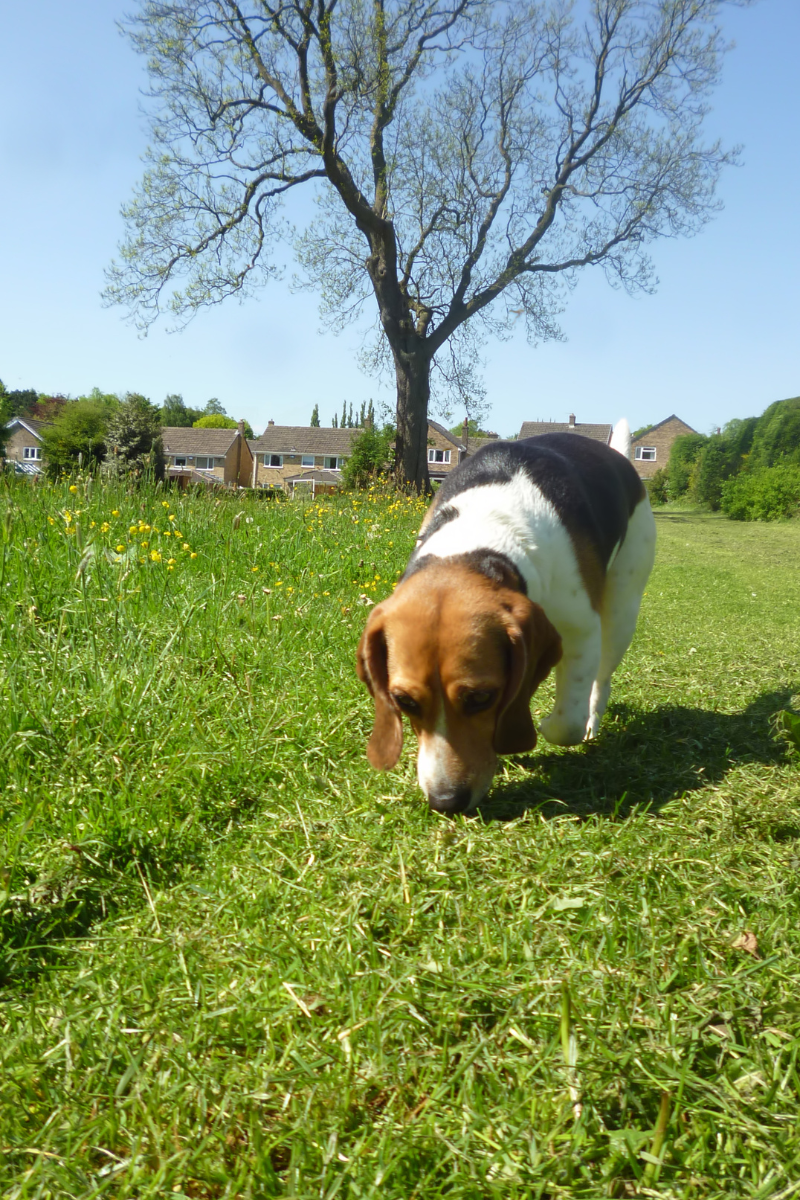 dog sniffing