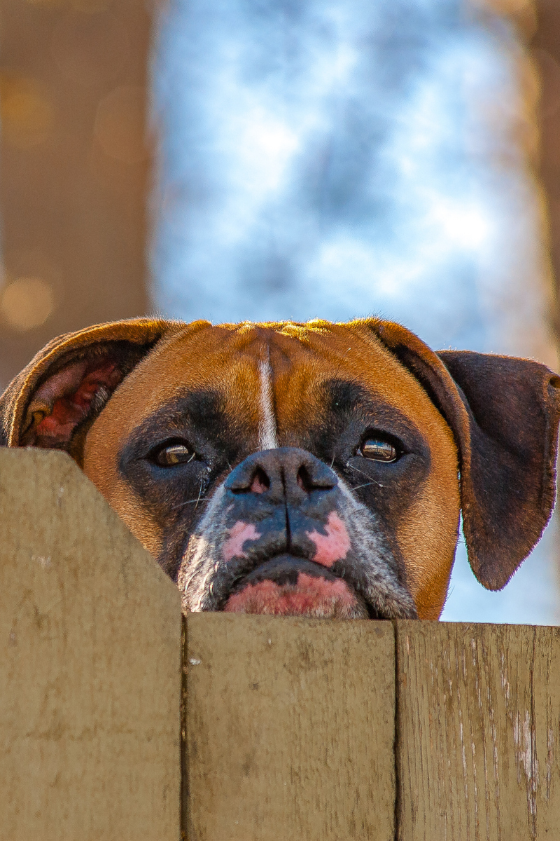 puppy stare