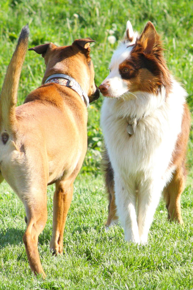 dogs meeting