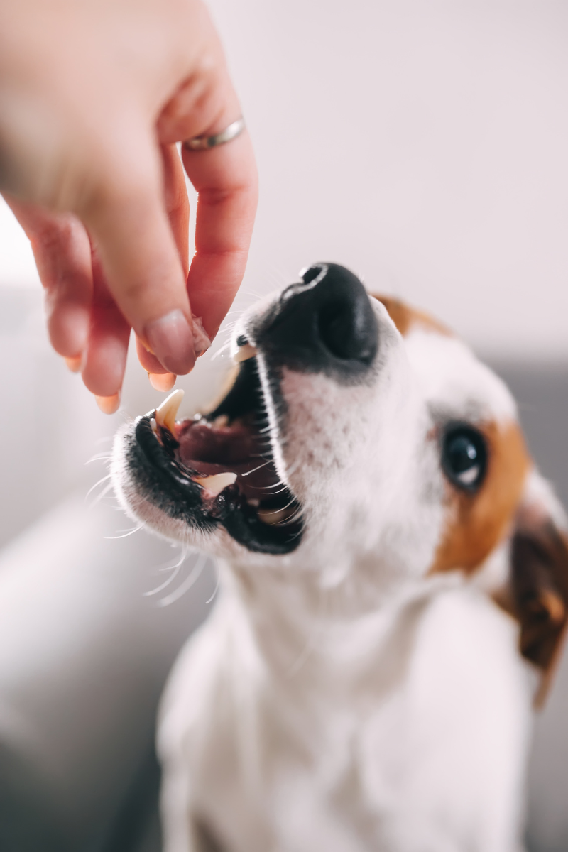 homemade dog treat