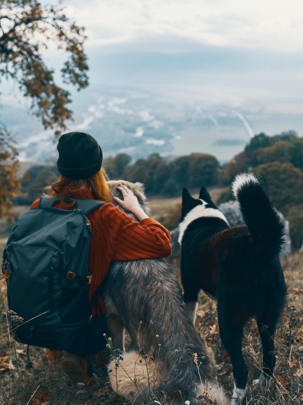 travel with dog