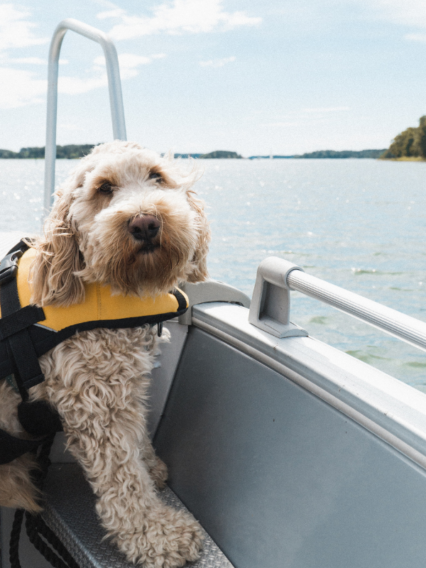 puppy on boat