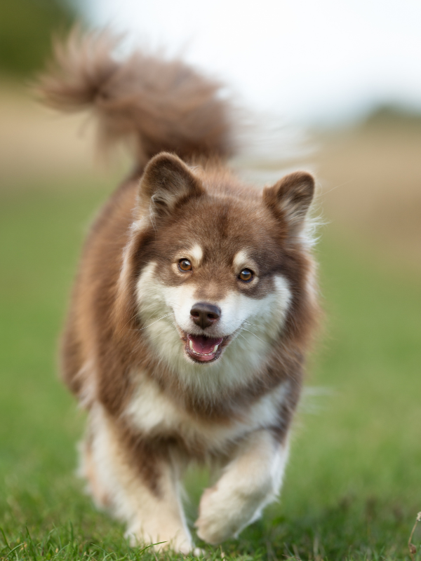 puppy body language