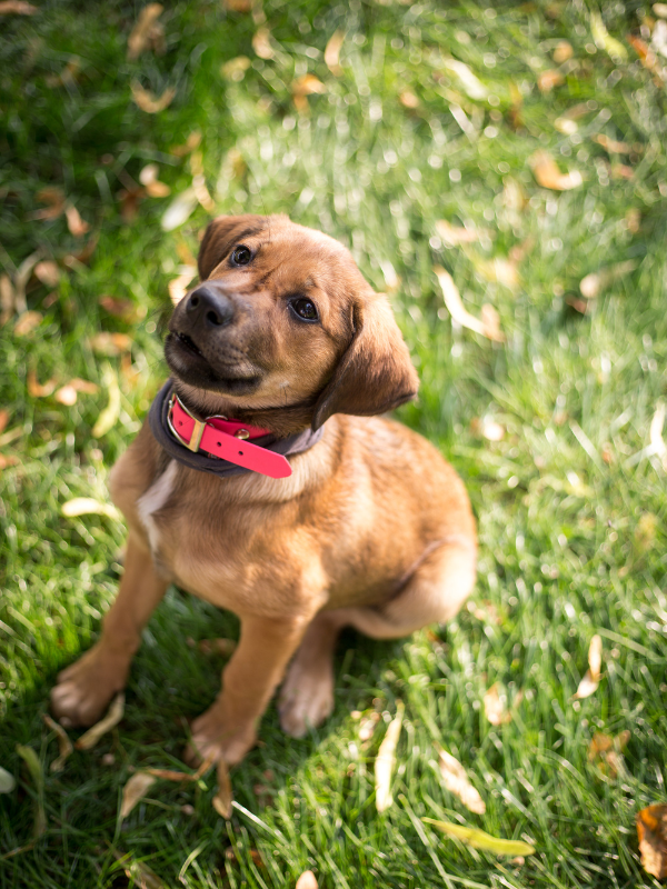 training puppy commands