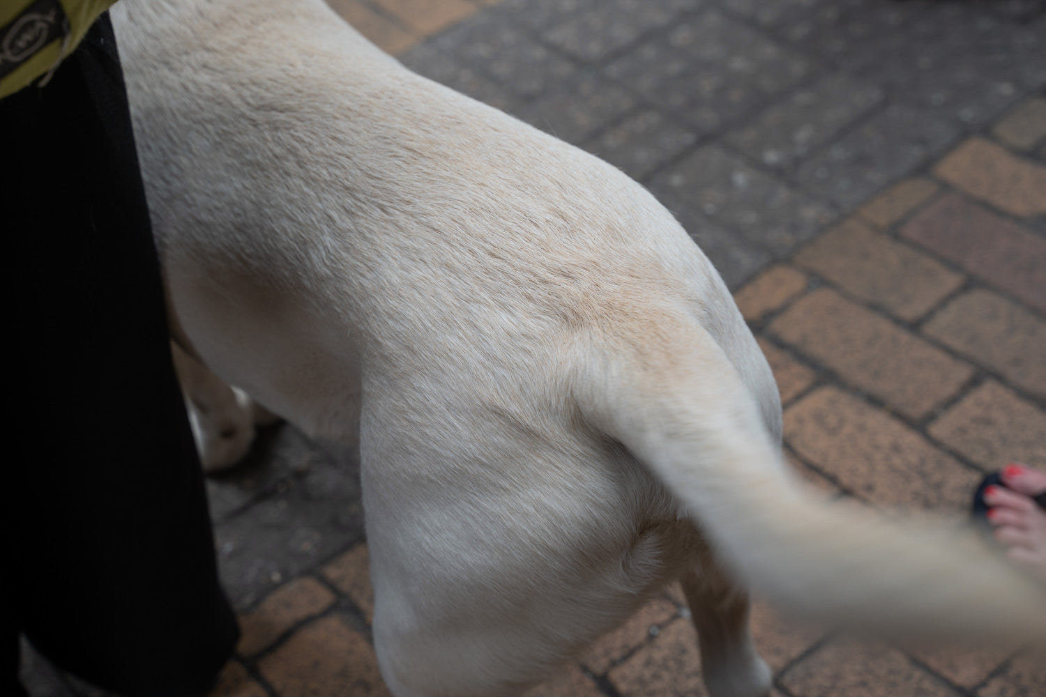 Hong Kong Street Photography Vol.2 / Jun 2019