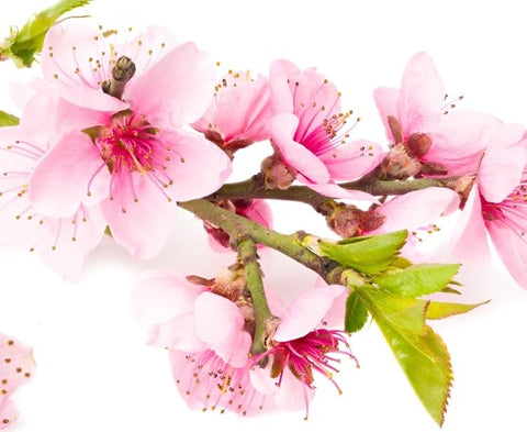 The Love Co - Japanese Cherry Blossom Oil