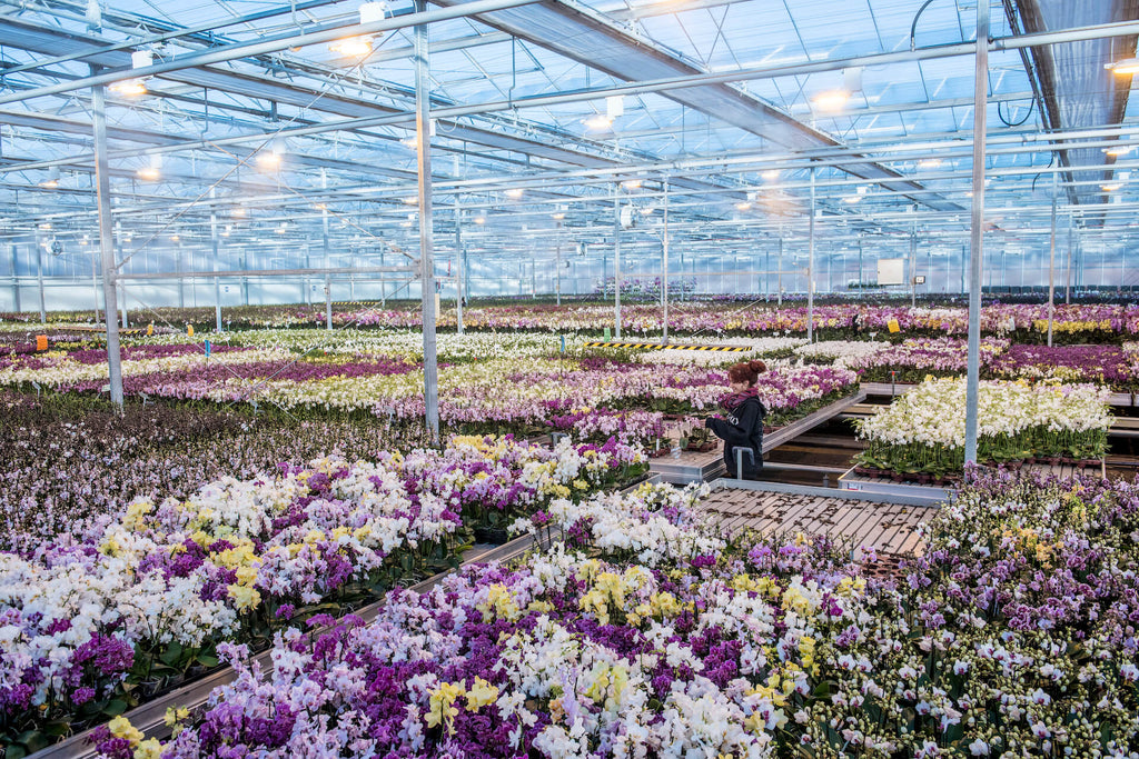 Wholesale Orchids - The Horti House