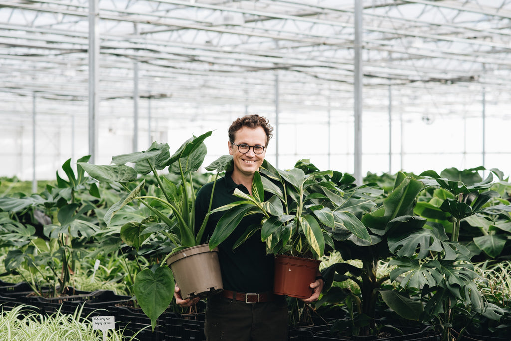 Houseplant Wholesale - The Horti House