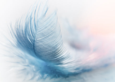 picture of a feather